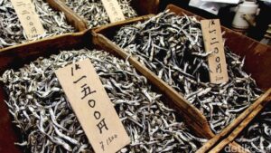 meningkatkan umur dengan ikan kecil