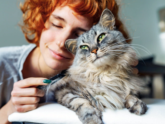 5 Fakta Exclusive dan Terbukti “Pelihara Kucing Bikin Otak Rileks”